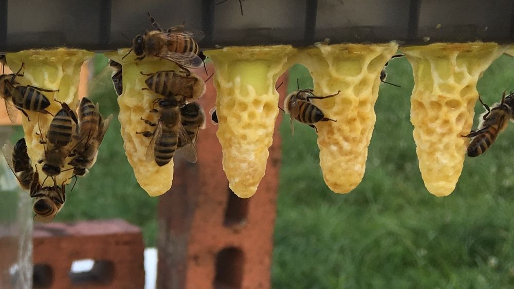 Battle Creek Honey Bees - beekeeping in Pleasant View, TN