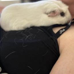 Marshmallow (our guinea pig) Marshmallow (our guinea pig)