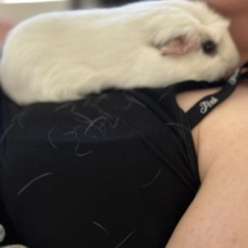 Acorn Veterinary Clinic - Marshmallow (our guinea pig) - Veterinarians Near Me - Davis, California Acorn Veterinary Clinic - Marshmallow (our guinea pig) - Veterinarians Near Me - Davis, California