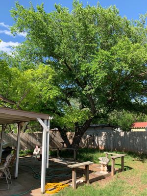 BROKEN WILLOW TREE SERVICE