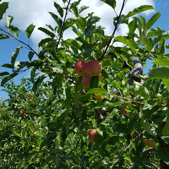Johnny Appleseed Farm - a man picking apples from a tree - Fruits & Veggies Near Me - Ellington, Connecticut Johnny Appleseed Farm - a man picking apples from a tree - Fruits & Veggies Near Me - Ellington, Connecticut