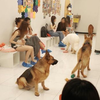 Wonder Pet Cafe - Dog room - Themed Cafes Near Me - Toronto, Ontario