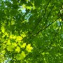 Photo of Wooster Memorial Park
