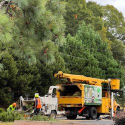 TreeDog Atlanta Services