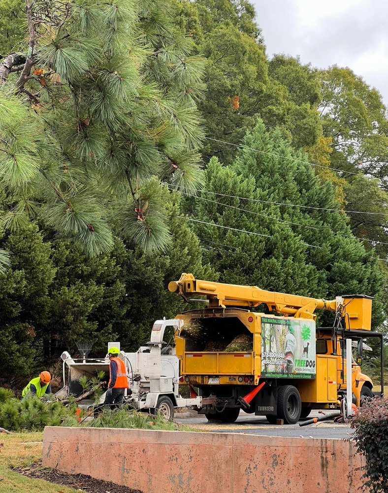 TreeDog Atlanta Services - tree service in Scottdale, GA