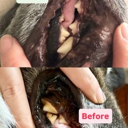 K9 Grillz - Before and After @ K9 Grillz. Thanks team!