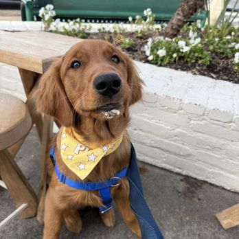 La La Land - La la pup bandana with pup cup beard - Cafes Near Me - Los Angeles, California La La Land - La la pup bandana with pup cup beard - Cafes Near Me - Los Angeles, California