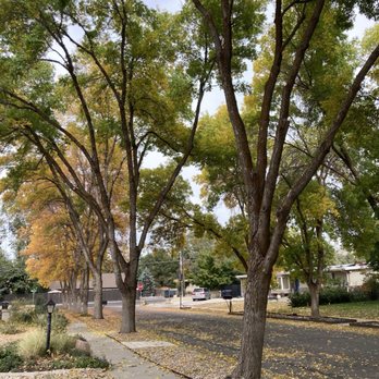 Viking Tree Services - Ash trees trimmed up - Tree Services Near Me