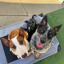 My puppy Stitch and Alex's dogs (the big dogs lol) My puppy Stitch and Alex's dogs (the big dogs lol)