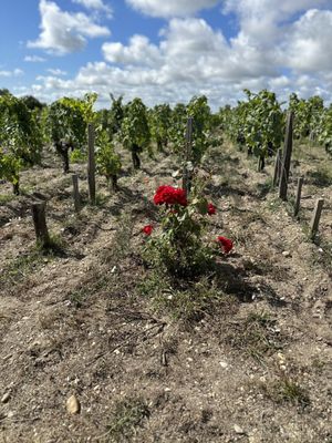 Château Pontet-Canet by null