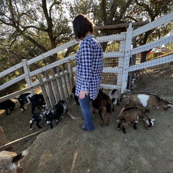 Twenty Nine Oaks Ranch - Part of the pen where you feed the goats. - Ranches Near Me - Agoura Hills, California Twenty Nine Oaks Ranch - Part of the pen where you feed the goats. - Ranches Near Me - Agoura Hills, California