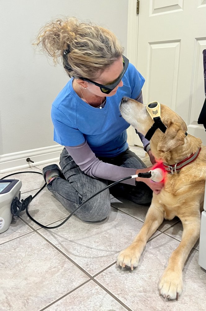 The Comfort Vet - grief counselor in Middleton, WI