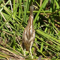 Lake Los Carneros Park - American Bittern