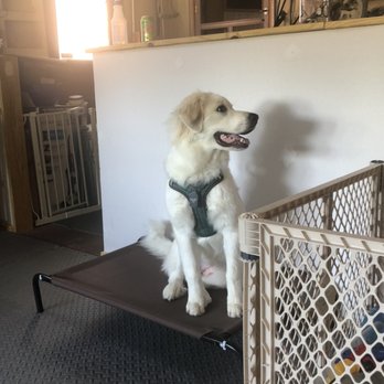 Northstar Canine Training - Place - Pet Training Near Me Northstar Canine Training - Place - Pet Training Near Me