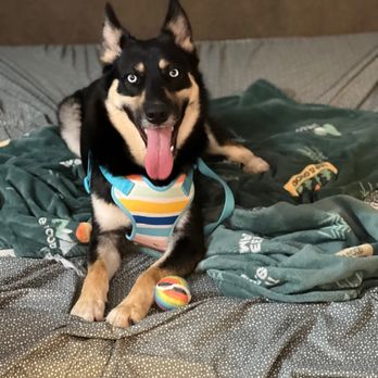 IB Pet - She matches my love language of physical touch's and even as I sleep touches my body in someway. - Pet Stores Near Me - Chula Vista, California