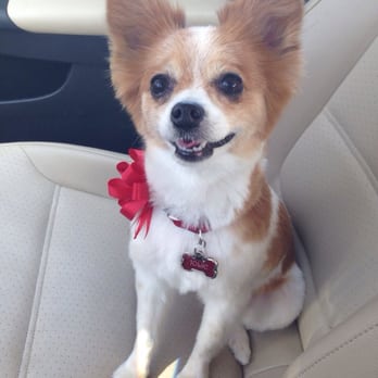 Petian Hollywood - Jolie after haircut :) - Pet Groomers Near Me - Los Angeles, California Petian Hollywood - Jolie after haircut :) - Pet Groomers Near Me - Los Angeles, California