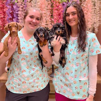 Furry Babies Aurora - Pet Breeders Near Me - Aurora, Illinois Furry Babies Aurora - Pet Breeders Near Me - Aurora, Illinois