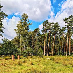 Das Büsenbachtal - Wald und Heide  (11/2024)