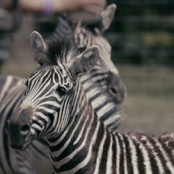Hidden Valley Animal Adventure - Our zebras are a favorite among visitors.