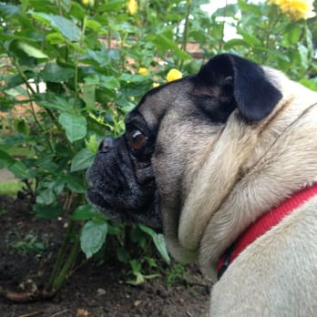 South Park - Chico checking out the roses blooming in South Park. - Parks Near Me - London, XGL South Park - Chico checking out the roses blooming in South Park. - Parks Near Me - London, XGL