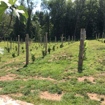 Rosabianca Vineyards - Early grape vines - Wineries Near Me - Northford, Connecticut Rosabianca Vineyards - Early grape vines - Wineries Near Me - Northford, Connecticut