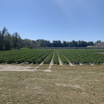 Berry Barn - View from the patio where you can sit and eat - Fruits & Veggies Near Me - Dover, Florida