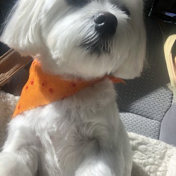 Fluffy Puppy - Romeo - Pet Groomers Near Me - Pasadena, California Fluffy Puppy - Romeo - Pet Groomers Near Me - Pasadena, California