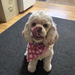 This is Roxi after a pup cup! This is Roxi after a pup cup!