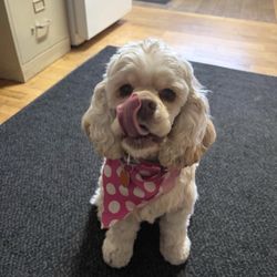 Four Leggers Doggie Daycare - This is Roxi after a pup cup!