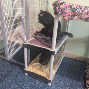 Pawsitively Cats - Animal Shelters Near Me - Tucson, Arizona Pawsitively Cats - Animal Shelters Near Me - Tucson, Arizona