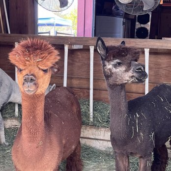 Ogden Alpaca farm - Alpacas - Food Tours Near Me Ogden Alpaca farm - Alpacas - Food Tours Near Me