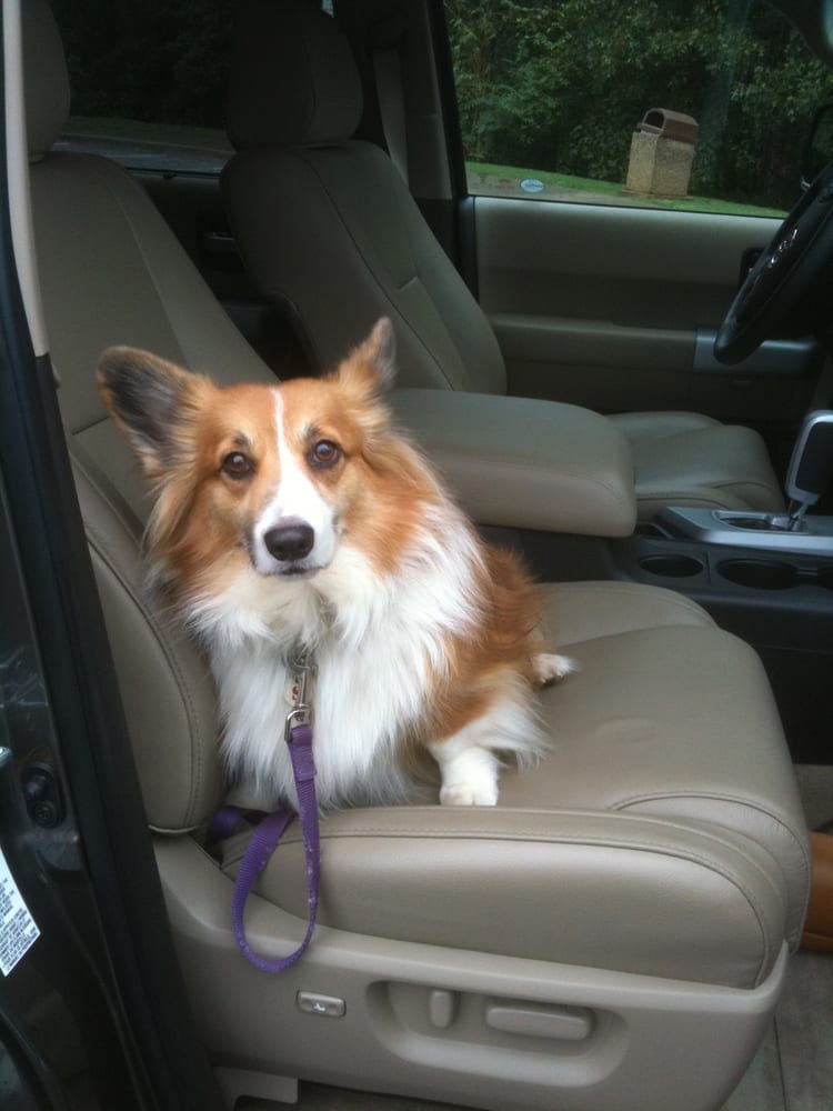 ALL PAWS PET EMERGENCY HOSPITAL 16 Reviews 3317 S Church St