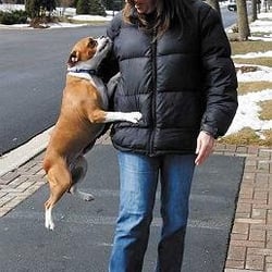 Northbrook Pet Nannies - Otis