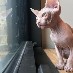 Sacred Sphynx - Leo our baby