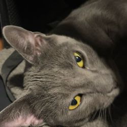 Karma Cat Rescue Society