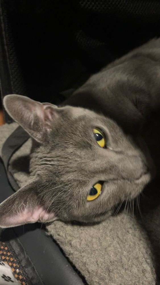 Karma Cat Rescue Society Image