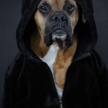 Kristiane S Schmidt, DVM - Hank vite eye recovery photo. - Veterinarians Near Me - Arroyo Grande, California