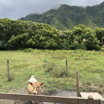 Kualoa Ranch - Baby calf - Tours Near Me - Kaneohe, Hawaii Kualoa Ranch - Baby calf - Tours Near Me - Kaneohe, Hawaii