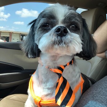 Dog's Best Friend-Cats 2 - Georgie, fresh puppy cut! - Pet Services Near Me - Hamilton, Ohio Dog's Best Friend-Cats 2 - Georgie, fresh puppy cut! - Pet Services Near Me - Hamilton, Ohio