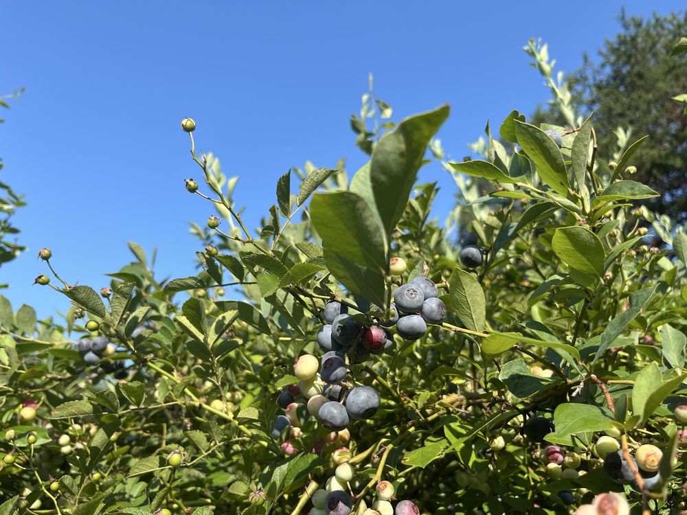 Buffy's Blueberries Logo