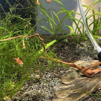 Bright Aquarium - Pure red line caridina - Aquarium Services Near Me - San Jose, California