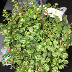 Lowe's Home Improvement - Succulents!