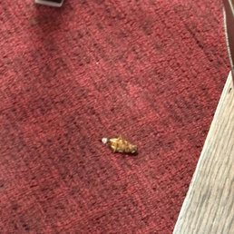 dead cockroach