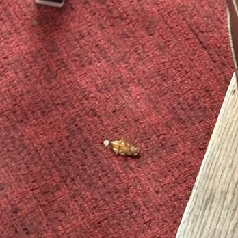 Messina Hof Grapevine Winery - dead cockroach - Wineries Near Me - Grapevine, Texas