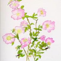 Yahaira Clairvoyant Medium - Bach Flower Essences