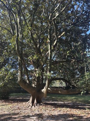 Charles Towne Landing State Historic Site by null