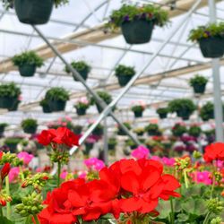 Mitchell's Nursery & Greenhouse - Geraniums, Flowering Hanging Baskets
