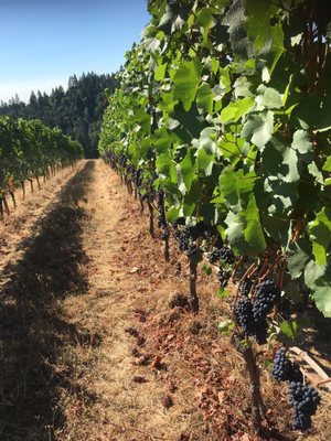 J.K. Carriere - Wine Tastings, Appointment or Walk In by null
