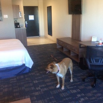 Holiday Inn Suites Express - Room, with service dog - Hotels Near Me - Mexicali, BCN