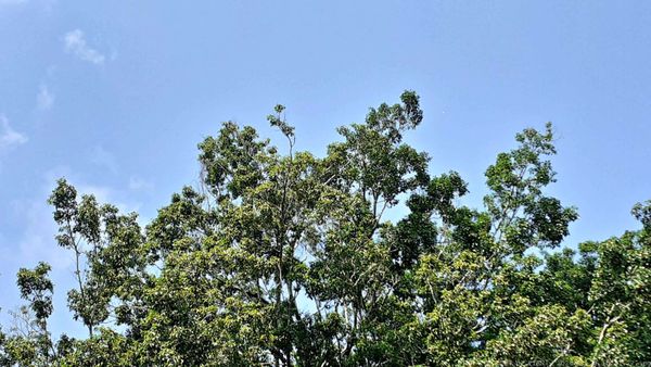 Palenque Temple of Inscriptions by null